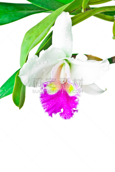 兰花,白色,红色,垂直画幅,芳香的,园艺,芽痕,spa美容,仅一朵花,洋兰