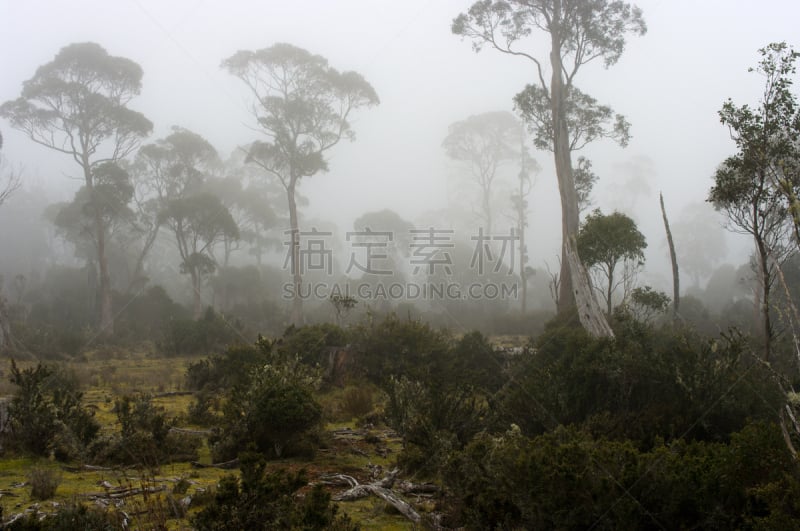 雨林,雾,克来尔湖国家公园,国际生物圈保护区,塔斯马尼亚,自然,水平画幅,绿色,无人,早晨