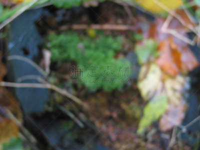 2002,石勒苏益格-荷尔斯泰因,水平画幅,秋天,无人,有机食品,夏天,草,特写,植物