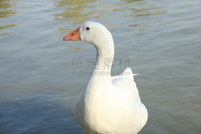 湖,鸭子,白色,天鹅,自然美,美,颈,水平画幅,无人,鸟类