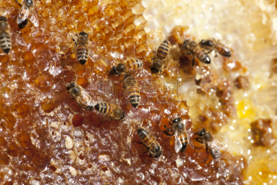 丹佛,蜜蜂,科罗拉多州,梳子,蜂蜜,雄蜂,动物长鼻,自然,水平画幅,蜂箱