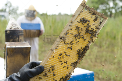 beekeeper,昆虫群,面罩,水平画幅,蜂蜡,户外,烟,蜡,保护工作服,田地