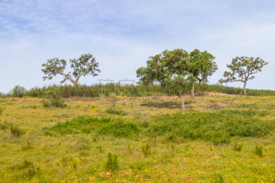 cork tree,农场,圣地亚哥 ,森林,山谷,阿连特茹,水平画幅,地形,山,家畜
