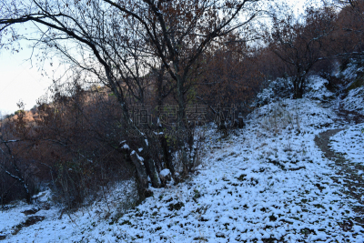 自然,山,森林,马其顿地区,斯特鲁米察,水平画幅,无人,户外,巴尔干,植物