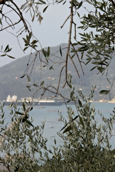 海洋,油橄榄树,帆船,背景,叶子,自然,拉斯佩济亚,利古里亚大区,垂直画幅,图像