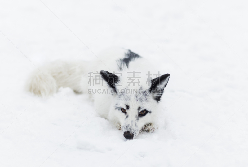 雪,北极狐,水平画幅,银色,爱德华八世,野外动物,户外,大理石装饰效果,哺乳纲,白色