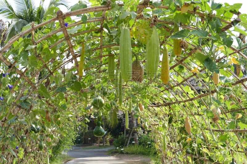 葫芦,藤架,栽培植物,丝瓜,格子棚,苦啤酒,花园路,蔓藤架,水平画幅,无人