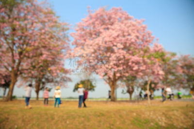 粉色,花朵,蔷薇属,紫薇科树,小号,玫瑰色的,郊区,公园,水平画幅,草坪