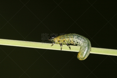 昆虫,锯蝇,美,水平画幅,野外动物,户外,生物学,特写,田地,害虫
