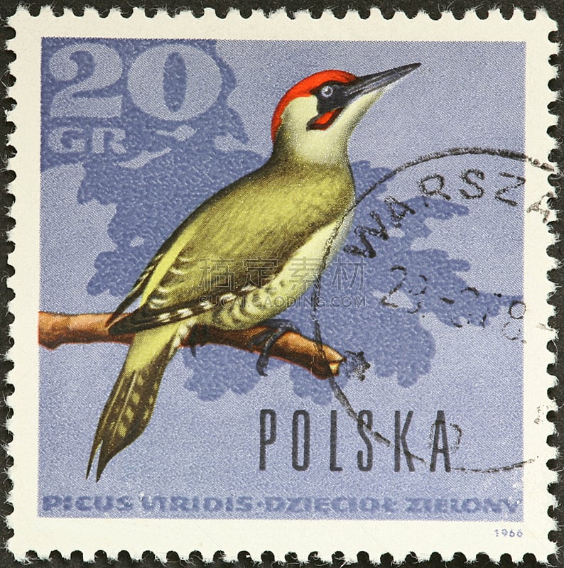 啄木鸟,绿色,波兰,垂直画幅,红色,野生动物,无人,动物,鸟类