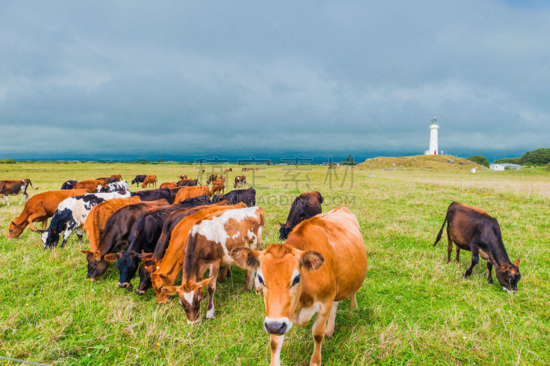 塔拉纳基山,灯塔楼,新西兰,斗篷,cape reinga,新普利茅斯,塔拉纳基大区,暴风雨,水平画幅,建筑