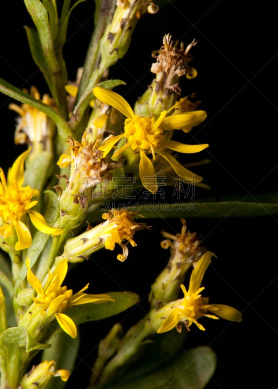 夜来香,特写,鹭管鱼,樱草花,金星,垂直画幅,生物,无人,健康保健,草药