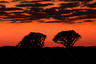 芦荟树木,森林,橙色,自然,天空,宁静,水平画幅,云,地形,无人
