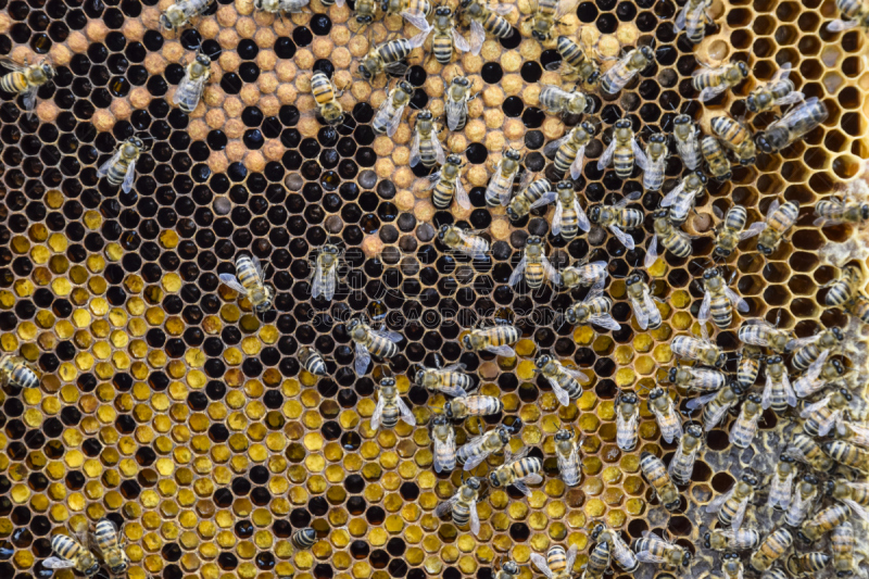 蜜蜂,收容所,克罗尼亚省,嗡嗡响的,昆虫群,蜂蜡,beekeeper,养蜂,蜂箱,幼虫