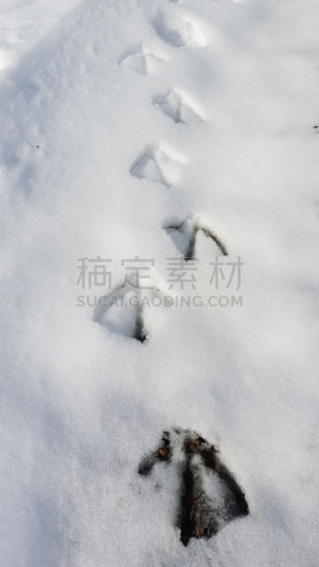 脚印,鸟类,自然,垂直画幅,式样,寒冷,野生动物,贼鸥,雪,无人