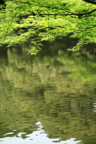 水,水面,自然,垂直画幅,绿色,无人,日本,夏天,户外,北库