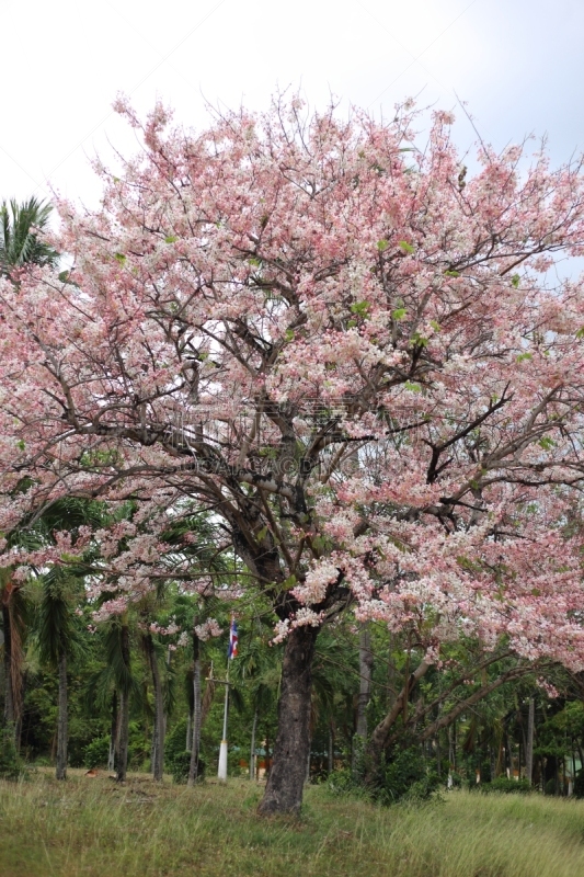 粉色,花朵,潘帕斯大草原,草原,石南花,自然,垂直画幅,草地,无人,夏天