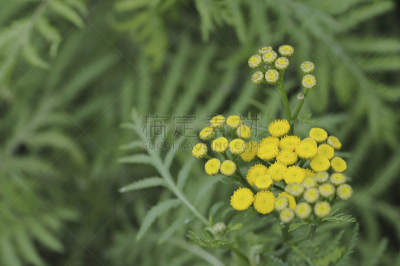 艾菊,植物,水平画幅,艾蒿,无人,黄色,日本,七月,特写,花