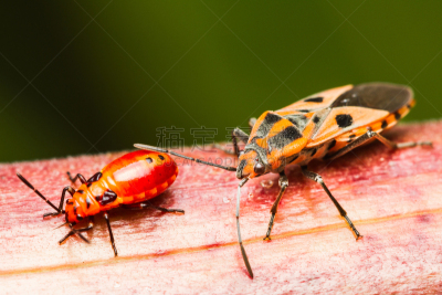 昆虫,线,家庭,水平画幅,无人,特写,棉二点红蝽象,heteroptera,害虫,动物家庭