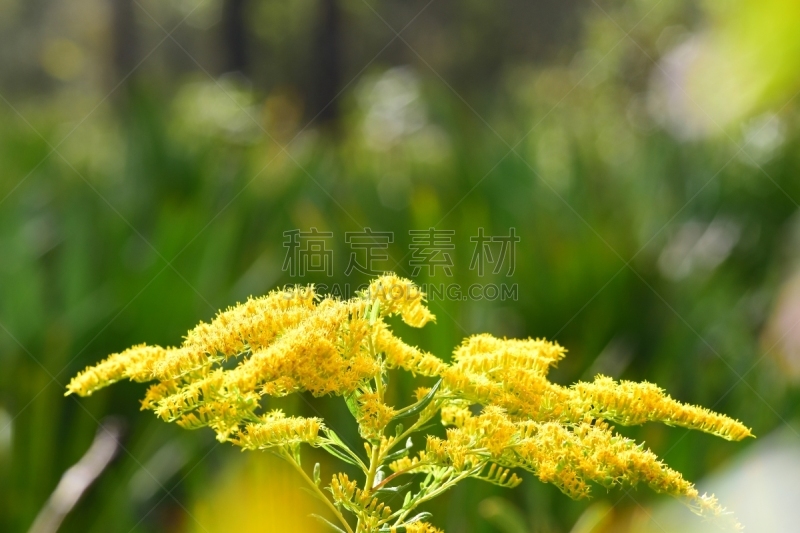 散焦,森林,美洲蒲葵,背景,自然,低视角,麦迪逊,麦迪逊县,美国,水平画幅