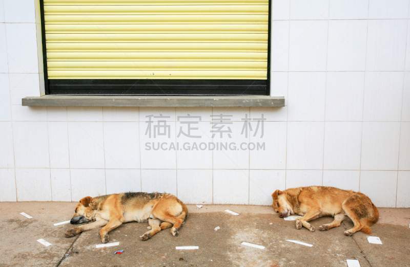 狗,流浪动物,玻利维亚,街道,蒂瓦纳库遗迹,乡村,广场,哺乳纲,印加人文明,前哥伦布时期