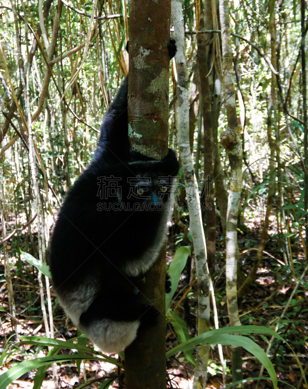 马达加斯加大狐猴,狐猴,马达加斯加,注视镜头,猴子,国内著名景点,热带气候,野生动物,肖像,灵长目