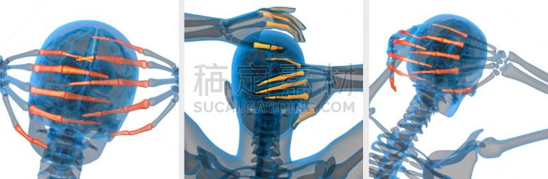 趾骨,三维图形,手,人,绘画插图,骨关节炎,肌腱,风湿病,骨质疏松症,人类骨架