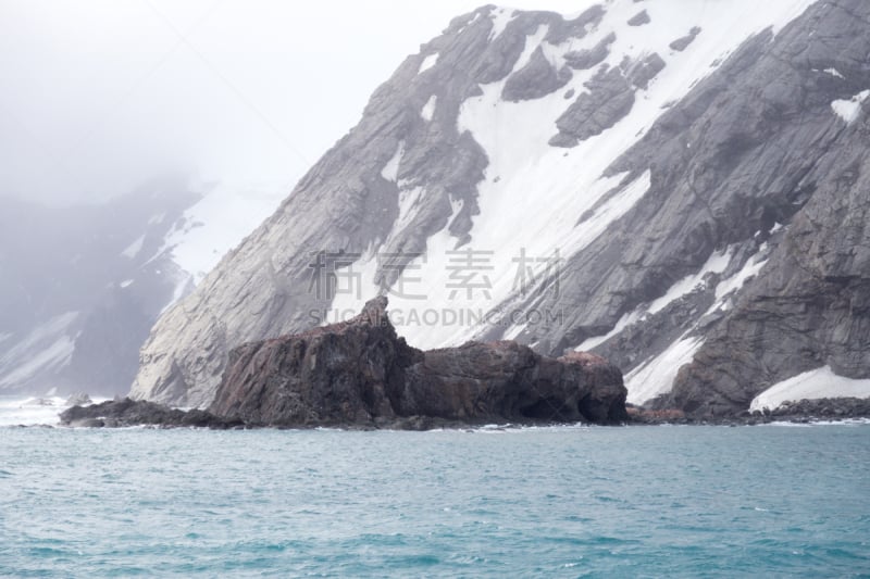 忍耐力,野外动物,波音达猎犬,南乔治亚岛,名声,水,水平画幅,雪,象岛,户外