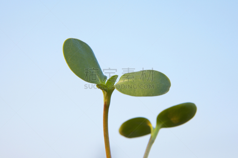 向日葵,双叶区,呼吸气 ,自然,天空,水平画幅,绿色,秧苗,生物,无人