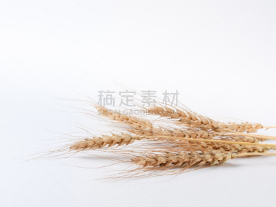 白色背景,小麦,水平画幅,尖的,无人,干的,特写,前景聚焦,俄罗斯,面包