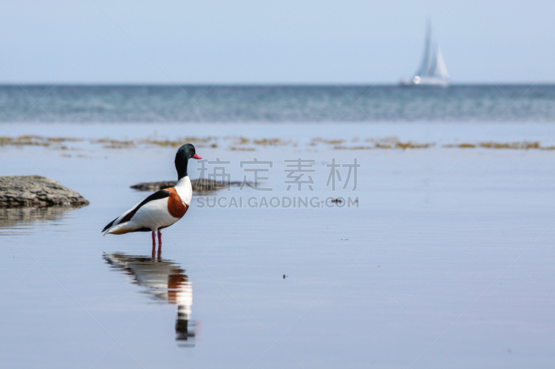 雌麻鸭,普通雌麻鸭,天空,水平画幅,蓝色,鸟类,户外,疣鼻天鹅,波恩荷尔摩岛,水禽