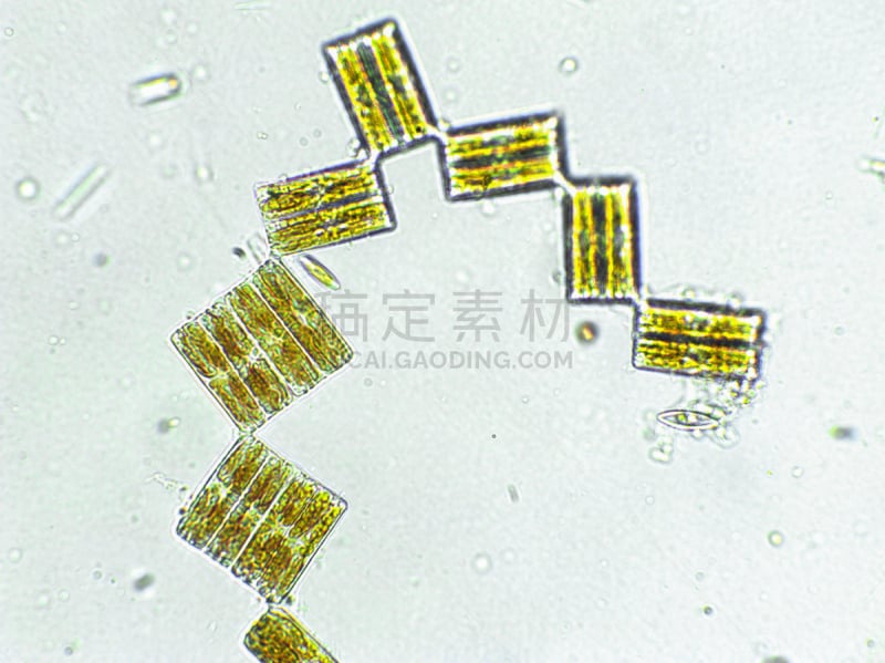 在下面,放大效果,生物燃料,显微镜,科学实验,生物课,细胞,池塘,细胞核,硅藻属