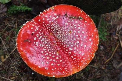 鹅膏菌,美,水平画幅,美人,夏天,户外,草,特写,毒蘑菇,食用菌