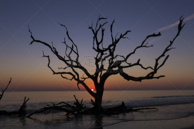 乔治亚州,吉柯博士岛,自然,barrier islands,死的,图像,海洋,加拿大,格林县,美国