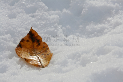 叶子,床单,寒冷,过去,霜,雪,冰河时代,天气,小的,自然美