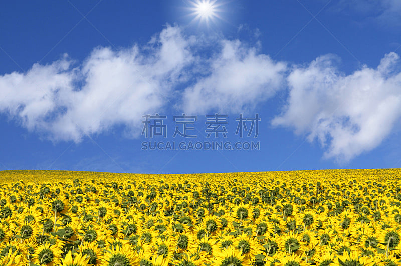 天空,田地,蓝色,向日葵,在下面,水平画幅,无人,云,日光,摄影