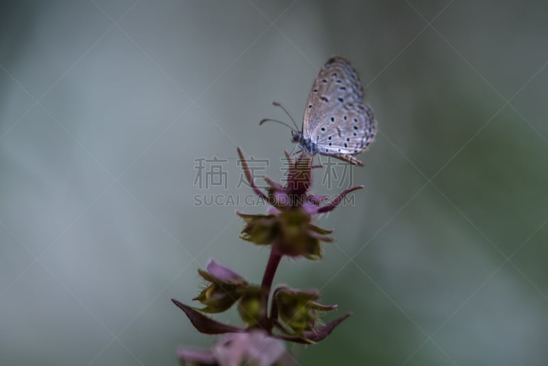 自然,背景,蝴蝶,泰国罗勒,灰蝶科,甲虫,水平画幅,无人,特写,泰国