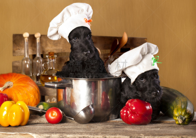 梗犬,小狗,威士忌,纯种犬,食品,长柄勺,狗,哺乳纲,小的,坐