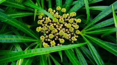 多样,夏威夷,瓦胡岛,热带灌木,太平洋岛屿,热带气候,云,八仙花属,龙血树属植物,皇后伞树