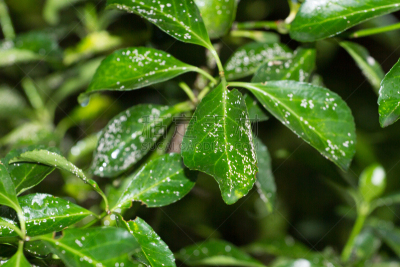 茶花,枝,叶子,水平画幅,无人,蚂蚁,红色革螨,科学,患病植物,螨