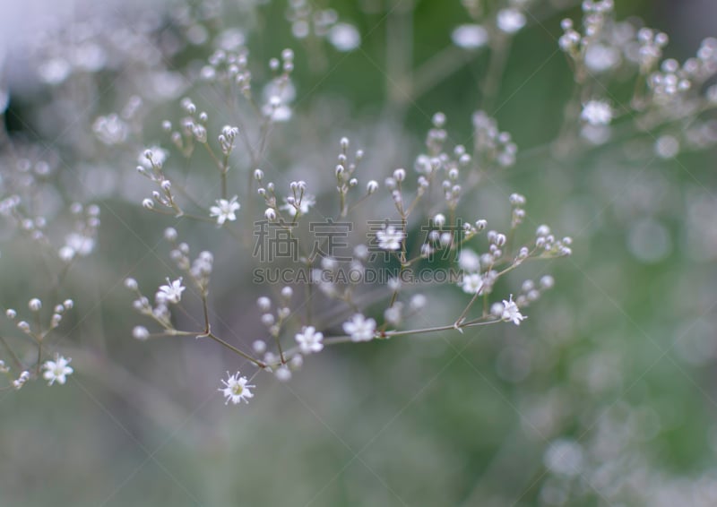 水香花菜,背景,柔和,白色,大量物体,深情的,运动模糊,拉脱维亚,清新,环境