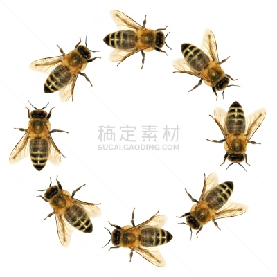 圆形,蜜蜂,动物群,美,动物身体部位,讲台,特写,动物主题,人的眼睛,白色