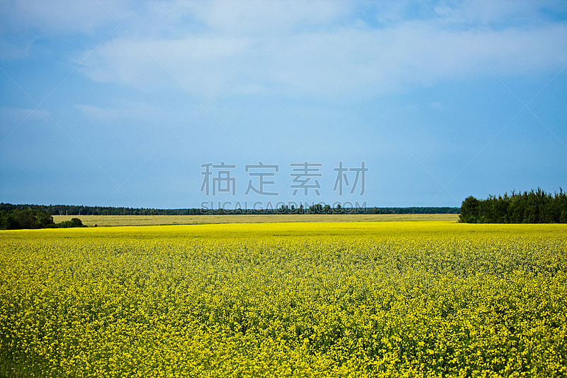 草地,黄色,芸苔,天空,美,水平画幅,无人,夏天,户外,草