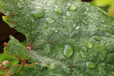 雨滴,叶子,葡萄,水,水平画幅,无人,夏天,特写,俄罗斯,折射