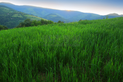 绿色,山,自然,天空,所有词汇,水平画幅,地形,景观设计,无人,日落