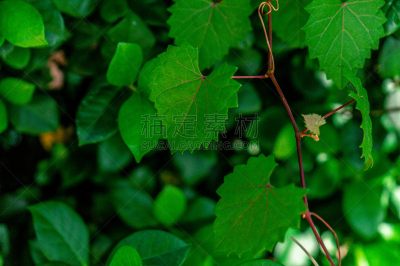 叶子,有蔓植物,心型,尖峰,选择对焦,美,禅宗,链,水平画幅,枝繁叶茂