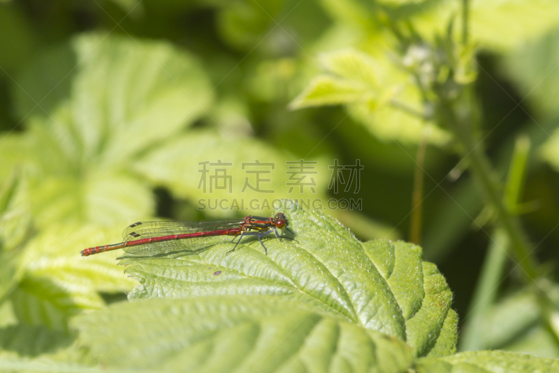 豆娘,红色,自然,窄翅蜻蛉,野生动物,蜻蜓,水平画幅,小的,无人,野外动物