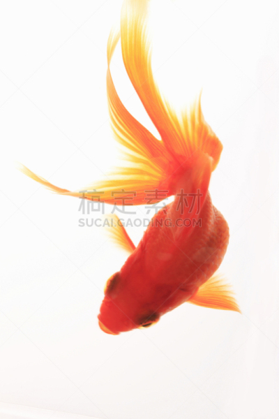 金鱼,垂直画幅,无人,海产,鱼类,夏天,摄影