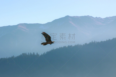 鹰,一鸟在手胜过双鸟在林,黑松鸡,松鸡,秃鹰,喙,太平洋,野生动物,自然,天空