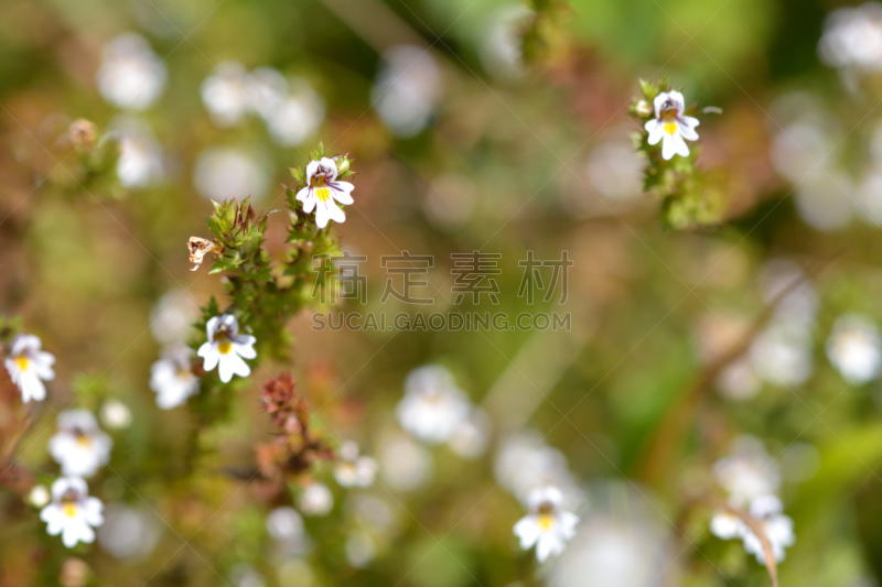 eyebright,鹭管鱼,植物群,indian pipe,冰袋,寄生的,自然,野生动物,水平画幅,根部